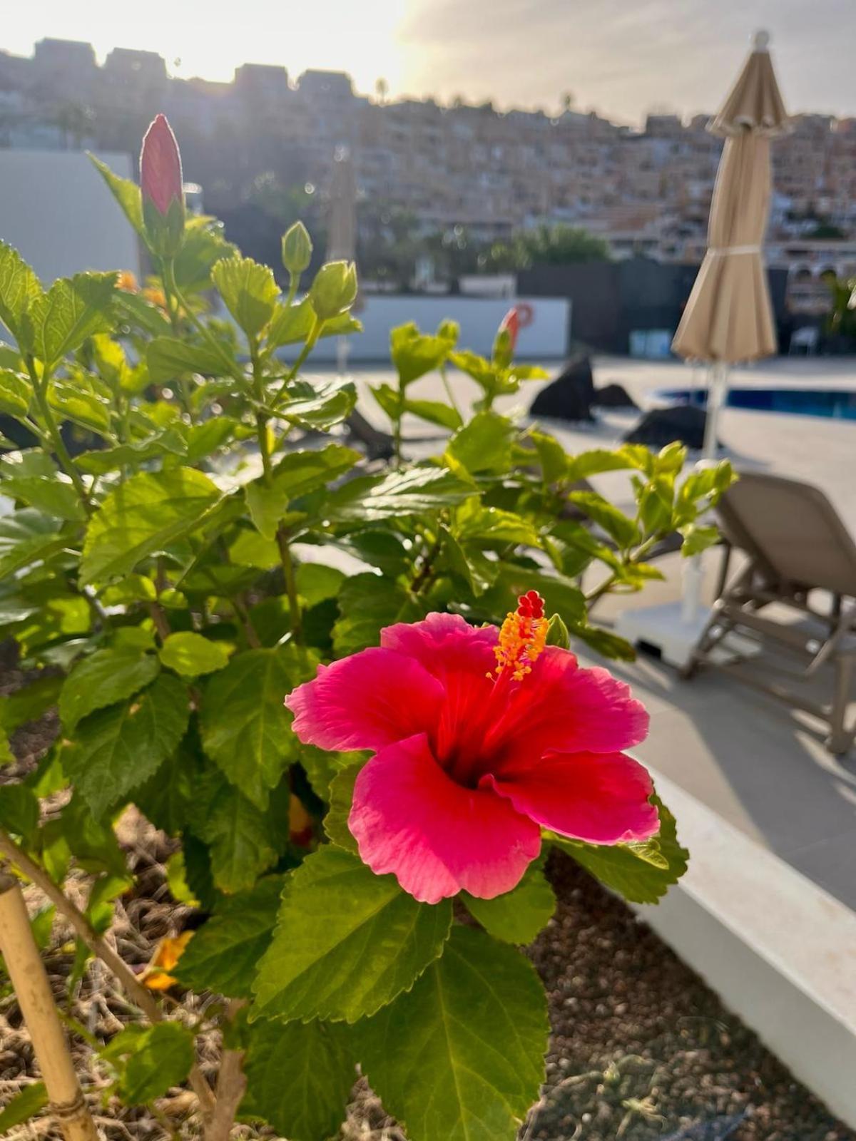 Costa Adeje Garden Aparthotel Плайя-де-лас-Амерікас Екстер'єр фото