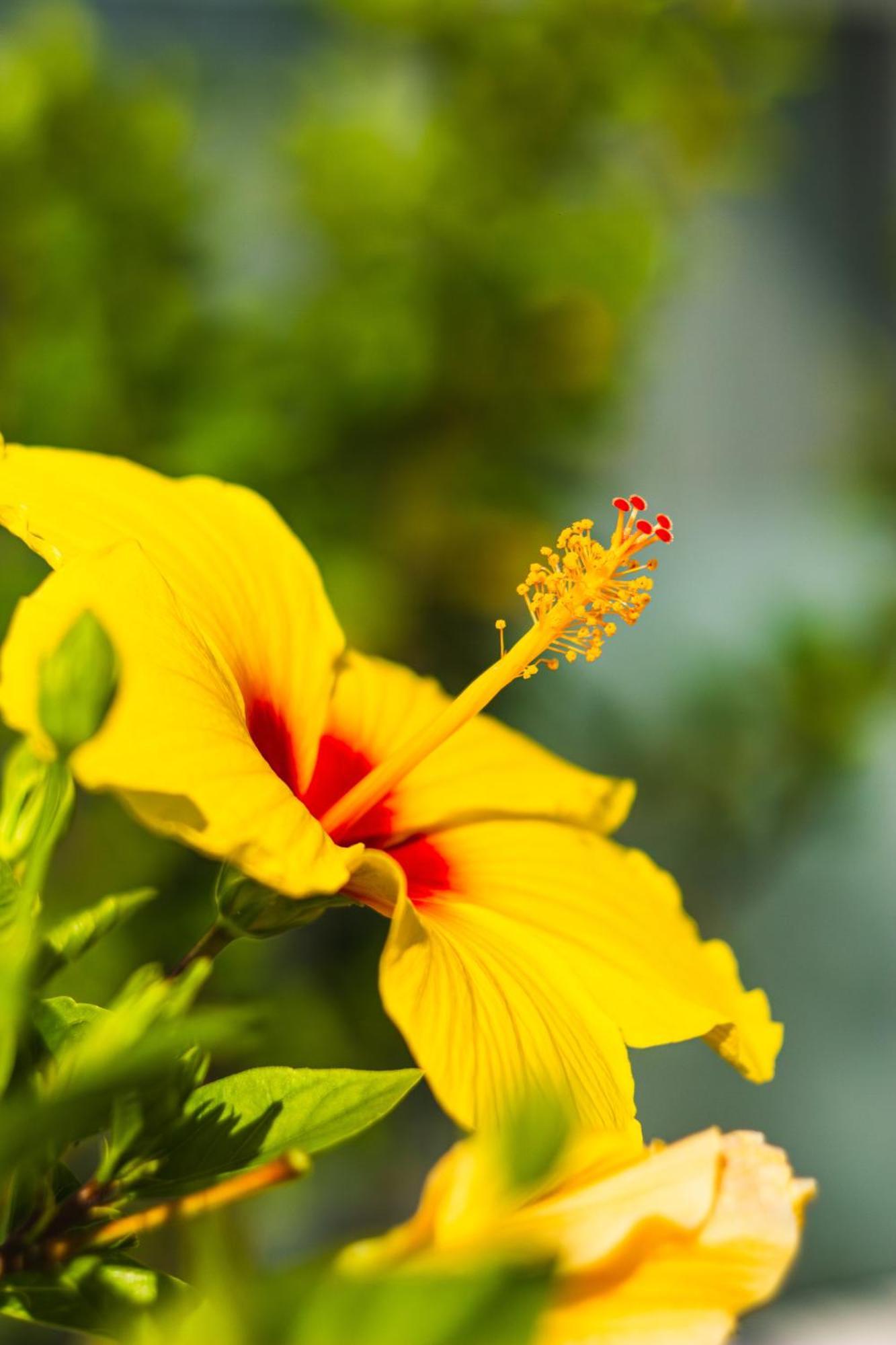 Costa Adeje Garden Aparthotel Плайя-де-лас-Амерікас Екстер'єр фото
